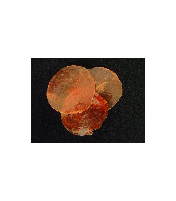 SHELL 5 UD.
