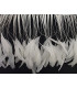 STRIPPED ROOSTER FEATHERS FIRST QUALITY  - 10 CMS.