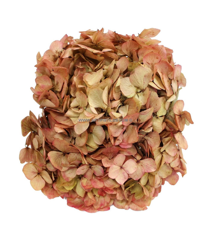 HORTENSIA PRESERVED FLOWER. BOUQUET