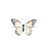 FEATHER BUTTERFLY