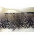 GUINEA FOWL FEATHERS 10 CMS.