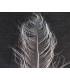 BURNT OSTRICH FEATHER 54-61 CMS.