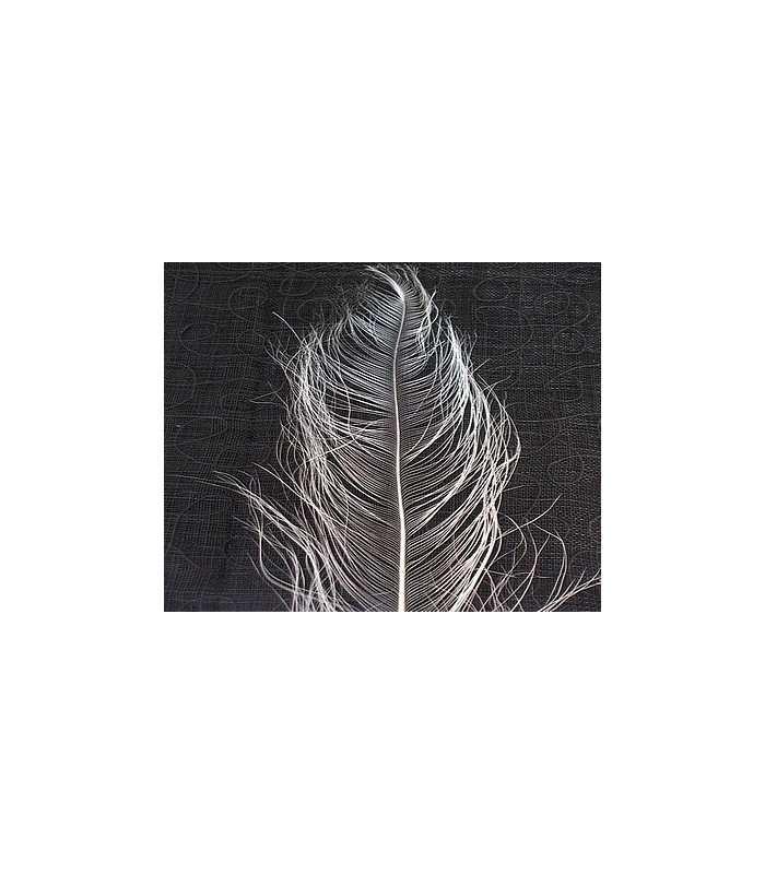PLUMA DE AVESTRUZ QUEMADA 54-61 CMS.
