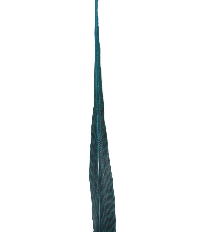 PENA DE FAISÃO DOURADO 50 - 55 CMS.