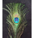 PLUMA DE PAVO REAL 20 - 25 CMS.