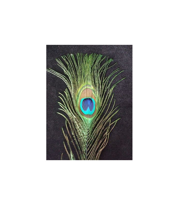 PLUMA DE PAVO REAL 20 - 25 CMS.