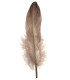 PLUMA DE OCA RASPADA 15 CMS.