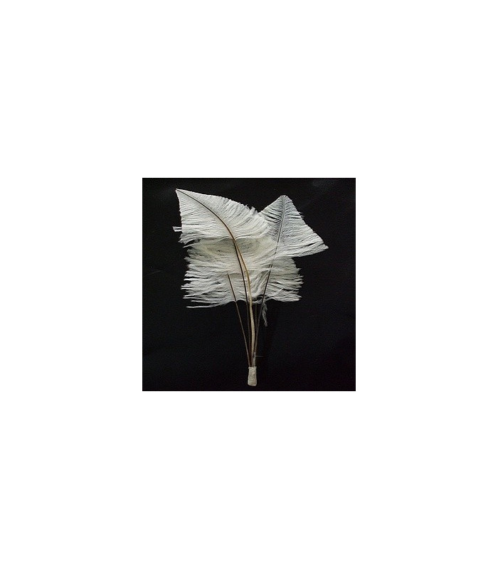 OSTRICH ARROW QUILLS