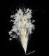 MONTAJE DE PLUMAS GALLO/AVESTRUZ 30 X 15 cm