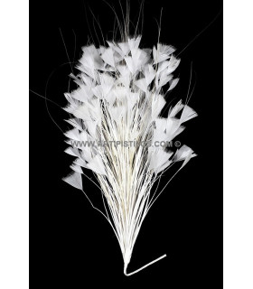 Triangle Tipped Stripped Coque & Burnt Peacock Feather Mount 30 X 15 Cm White