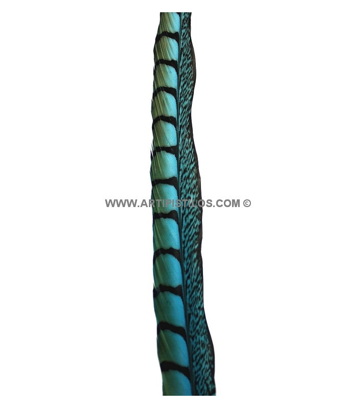 PENA DE FAISÃO LADY AMHERST 55 - 60 CMS.