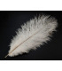 PLUMA DE AVESTRUZ 25-30 CMS.
