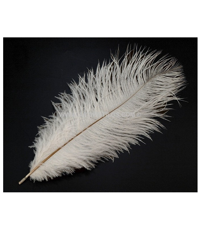 PLUMA DE AVESTRUZ 25-30 CMS.