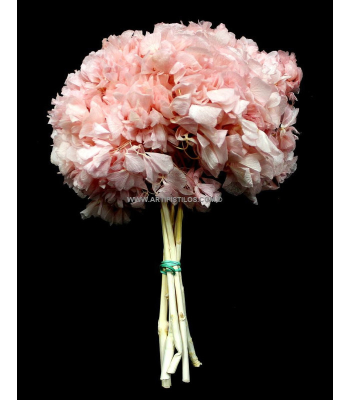 HORTENSIA PRESERVADA