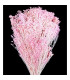 FLOR PRESERVADA PARA DECORACION DE TOCADOS Y CORONITAS