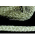 TRENZA RACELLO FRISÉ 34 MM.