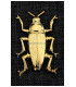 METALLIC COLEÓTERA 37 X 66 MM