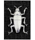 METALLIC COLEÓTERA 37 X 66 MM
