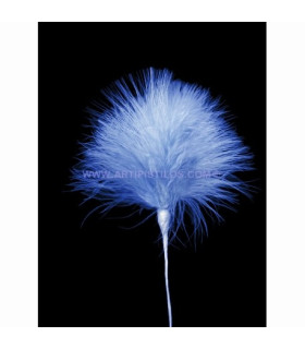 MARABOU POM