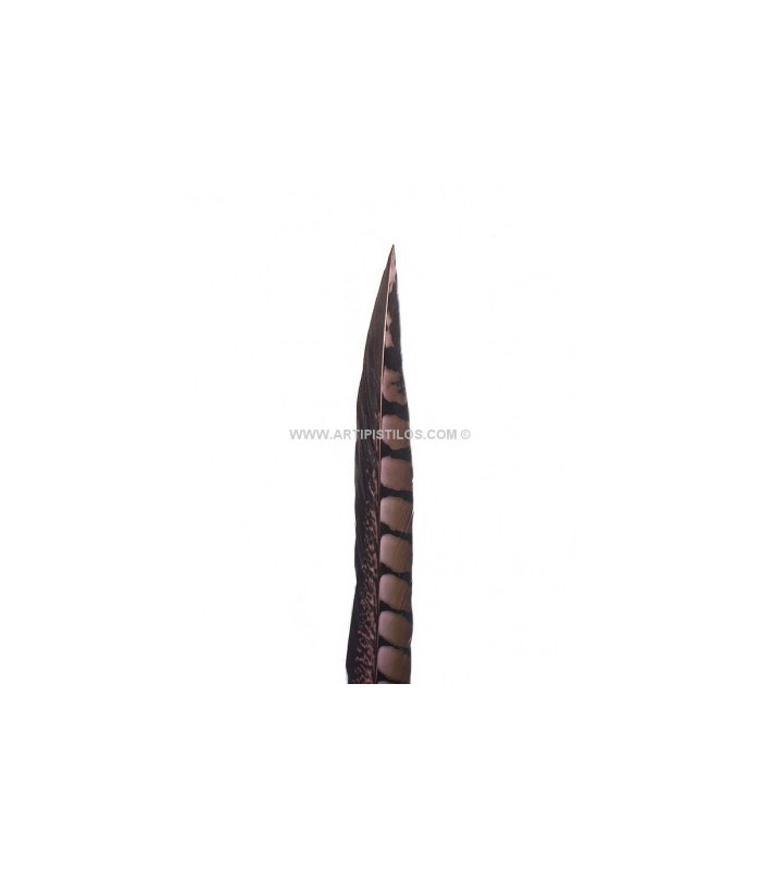 PENA DE FAISÃO LADY AMHERST 55 - 60 CMS.