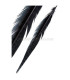 PHEASANT FEATHER 61/66 CMS.