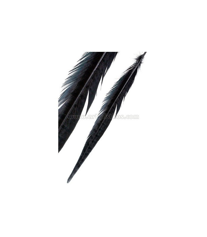 PHEASANT FEATHER 61/66 CMS.