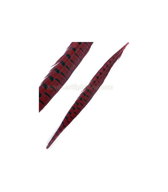 PHEASANT FEATHER 61/66 CMS.