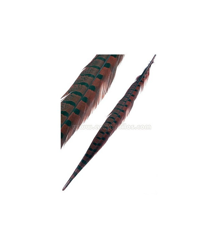 PHEASANT FEATHER 61/66 CMS.