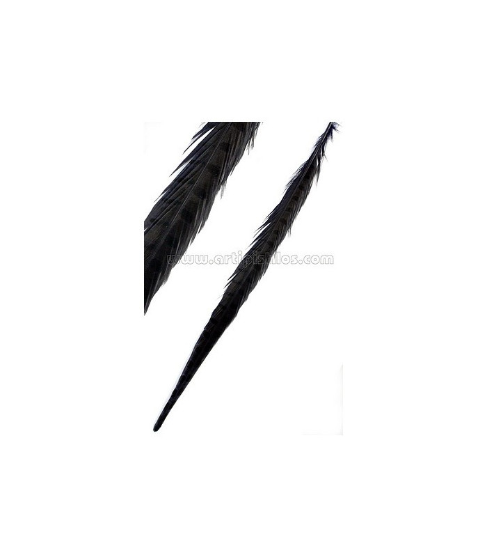 PHEASANT FEATHER 61/66 CMS.