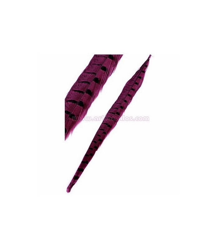 PHEASANT FEATHER 61/66 CMS.