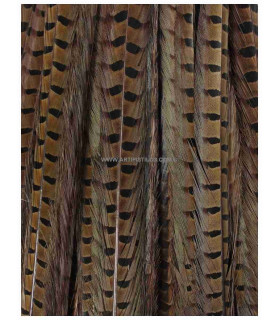PHEASANT FEATHER 61/66 CMS.