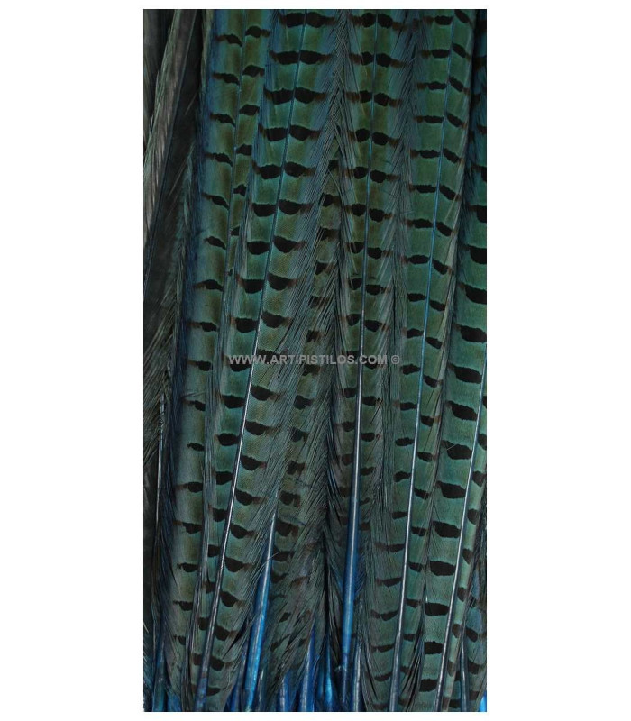 PHEASANT FEATHER 61/66 CMS.