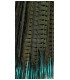 PLUMA DE FAISAN RINGNECK  55/65 CMS.