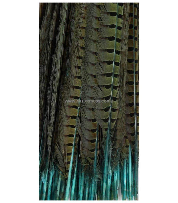 PHEASANT FEATHER 61/66 CMS.