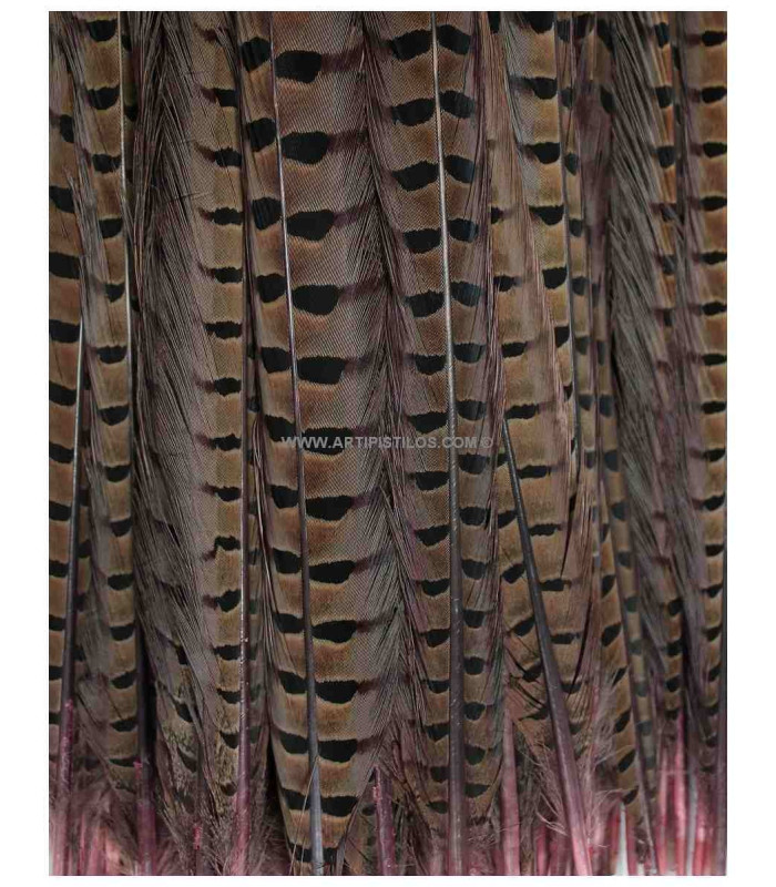 PHEASANT FEATHER 61/66 CMS.