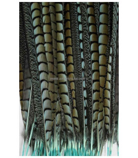 PLUMA DE FAISÁN LADY AMHERST 55 - 60 CMS.