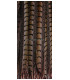 PENA DE FAISÃO LADY AMHERST 55 - 60 CMS.