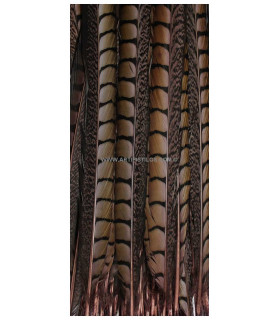 PHEASANT FEATHER LADY AMHERST 55 - 60 CMS.
