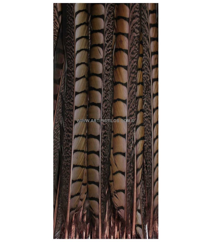 PENA DE FAISÃO LADY AMHERST 55 - 60 CMS.