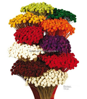 BOTAO PRESERVADO 100 Gramos X 45 cm