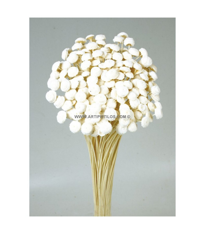 Botao preserved 25 g x 45 cm