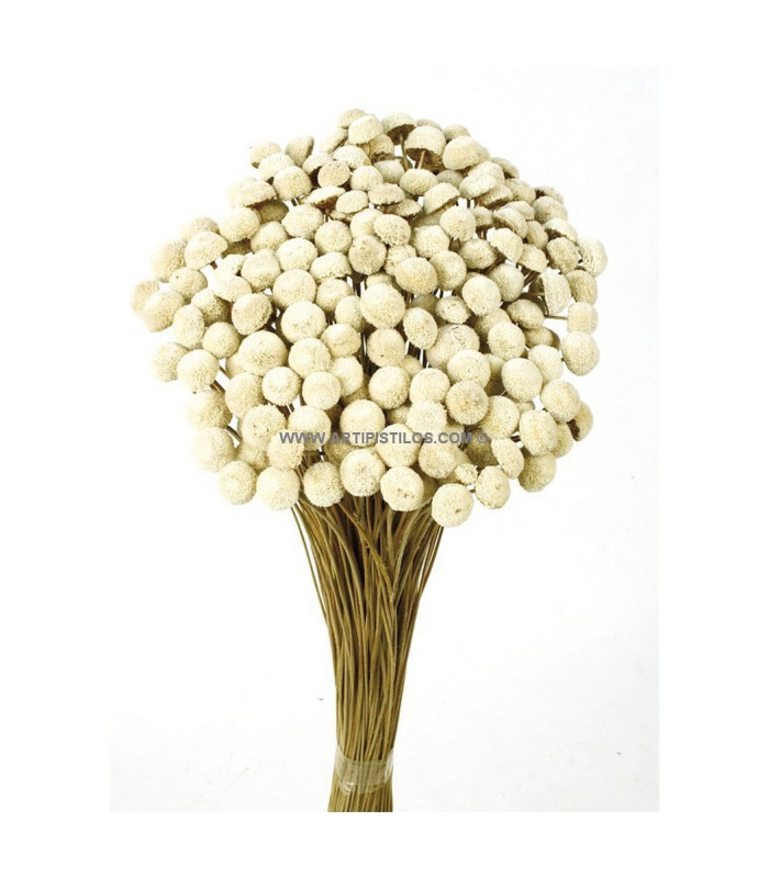 Botao preserved 25 g x 45 cm