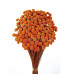 Botao preserved 25 g x 45 cm