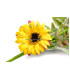 MINI BOUQUET OF SUNFLOWERS