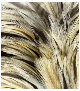 MONTAJE DE PLUMAS DE GALLO