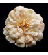 Fabric zinnia 8.5 CM