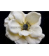 ANEMONE DE TECIDO