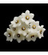 FLOR DE PORCELANA FRÍA 2,4 CM