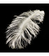 PLUMA DE AVESTRUZ QUEMADA 30-36 CMS.