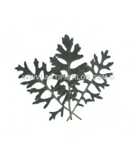 CINERARIA PRESERVADA 10 HOJAS X BOLSA